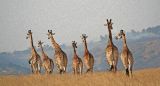 Watercolor giraffes