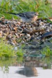 Barzdabillegető (Motacilla alba) 2535