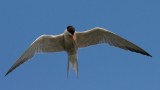 Kszvg csr (Sterna hirundo) 2642