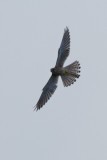 Vrs vrcse (Falco tinnunculus) 2951