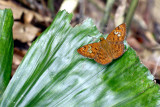 Pseudocoladenia dan dhyana (Fulvous Pied Flat)