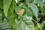 Poritia phama rajata