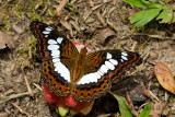 Moduza procris milonia (Commander)