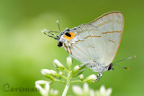 Hypolycaena erylus teatus (Common Tit.)