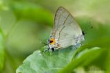 Hypolycaena erylus teatus (Common Tit )