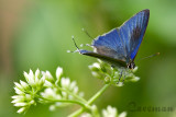Hypolycaena erylus teatus (Common Tit )