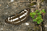 Athyma perius perius