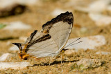 Cyrestis nivea nivalis
