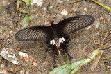 Pachliopta aristolochiae asteris(Common Rose)