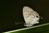 Nacaduba berenice icena (Rounded Six-Line Blue)