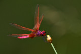 Trithemis aurora (male)