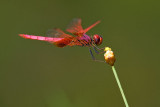 Trithemis aurora (male)