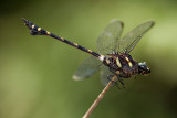 Ictinogomphus decoratus (male)