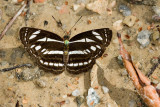Neptis leucoporos cresina (Grey Sailor)
