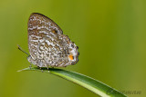 Poritia erycinoides phraatica (male)