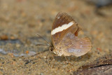 Xanthotaenia busiris busiris