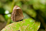 Mycalesis anaxias senoi