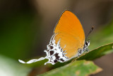Eooxylides tharis distanti (Branded Imperial)