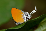 Eooxylides tharis distanti (Branded Imperial)