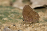 Faunis canens arcesilas (Common Faun)