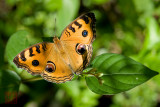 Junonia almana javana(Peacock Pansy)