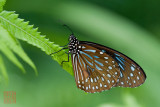 Tirumala septentrionis septentrionis (The Dark Blue Tiger)