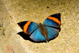 Kallima limborgii amplirufa (The Leaf butterfly)