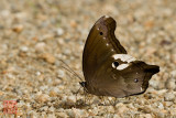 Neorina lowii neophyta(Malayan Owl)