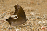 Neorina lowii neophyta(Malayan Owl)