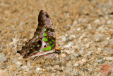 Graphium agamemnon agamemnon(Tailed Jay)