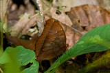 Thaumantis noureddin noureddin (The Dark Jungle Glory)