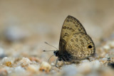 Prosotas gracilis ni