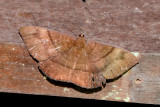 _LC82717x.jpg