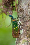 Pyrops whiteheadi