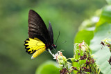 Troides helena mosychlus