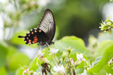 Papilio polytes theseus
