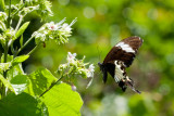 Papilio nephelus saturnus -ab. albolineatus