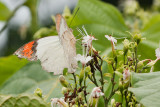 Hebomoia glaucippe borneensis