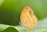 Mycalesis anapita fucienta