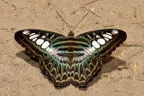 Parthenos sylvia borneensis