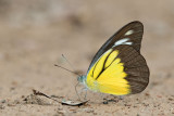 Appias lyncida enarete