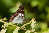 Moduza procris agnata