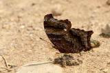Rhinopalpa polynice helionice
