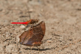 Charaxes bernardus repetitus