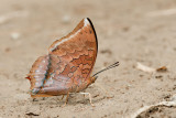 Charaxes bernardus repetitus