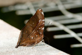 Doleschallia bisaltide borneensis