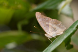 Eulaceura osteria jembala