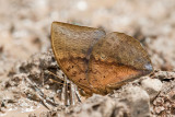 Discophora necho 