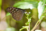 Ideopsis vulgaris