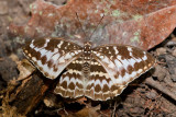 Lexias canescens canescens (female)
